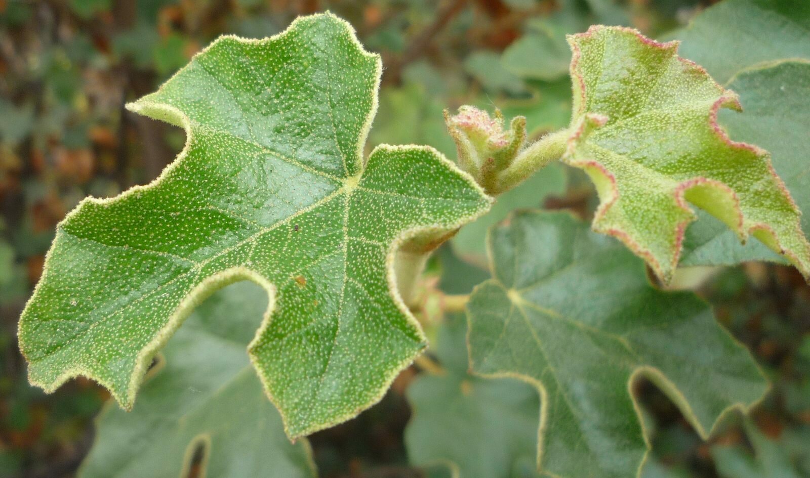 High Resolution Fremontodendron californicum Leaf
